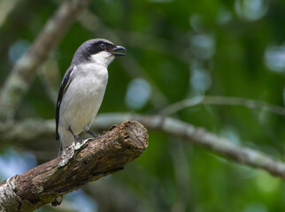 eastern loggerhead shrike (Lanius ludovicianus) perched on oak tree cut branch in springtime, looking right while hunting, mouth open, green tree leaves bokeh background