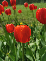 Fototapeta premium Red tulips in a flower bed. The festival of tulips on Elagin Island in St. Petersburg..