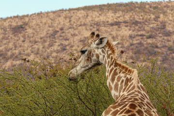Giraffe close up in South African bush
