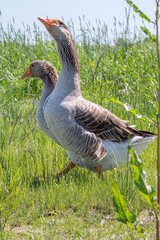 geese in the grass by the river