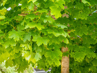 Fototapeta premium selective focus of Norway maple (Acer platanoides) leafs in springtime with blurred background