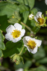 blooming strawberry bush