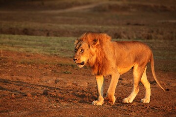 A Lion male (Panthera leo) walking across the dry grassland and looking for the rest of his pride.