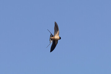 Swallow underneath