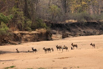 Fototapeta na wymiar A group of wild dogs (Lycaon pictus) staying close to the Luangwa river.