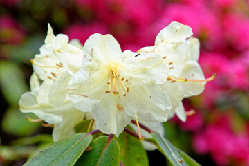 Obraz premium Chelsea Reach Rhododendron - flowers and leaves in spring