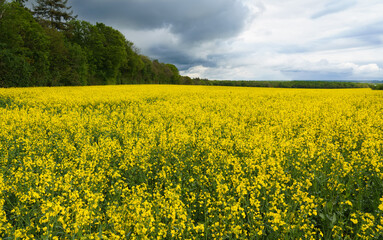 Fototapeta premium a bright yellow field full of rapeseed flowers under a grey moody storm cloud sky