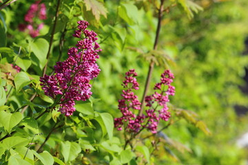 close up of blooming wildflower