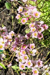 Pink little flowers on a background of green moss.