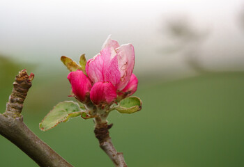 wild deep pink hawthorn blossom in May