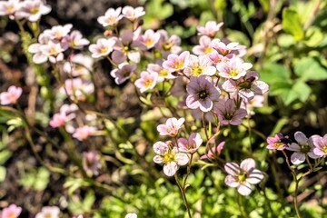 Natural background of pink flowers of garden moss.