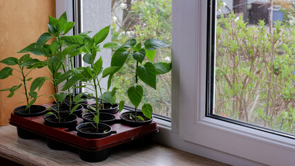Pepper seedlings in black plastic pots on the windowsill. Preparing and growing seedlings in early spring at home.