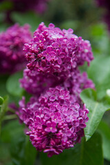 Obraz premium Common lilac (Syringa vulgaris) blooming in spring 