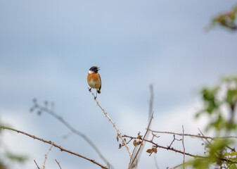 male stonechat sits high on a small branch surveying and chatting with all in the meadow around him
