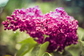 Common lilac (Syringa vulgaris) blooming in spring   © teine