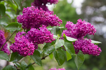 Common lilac (Syringa vulgaris) blooming in spring	
