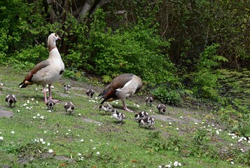Rodzina gesi w parku na trawie © Iwona