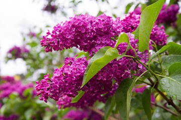 Obraz premium Common lilac (Syringa vulgaris) blooming in spring 