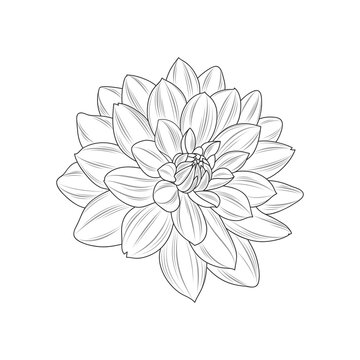 Abstract hand-drawn monochrome flower dahlia. 