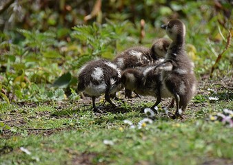 Rodzina gesi w parku na trawie © Iwona