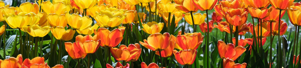 tulipany różnokolorowe - obrazy, fototapety, plakaty