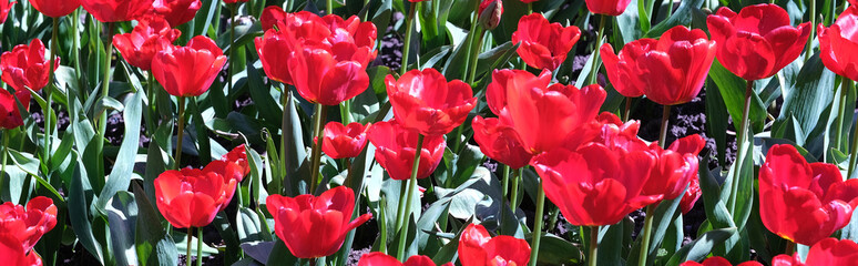pole czerwonych tulipanów