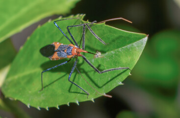 Macro photography of an orange and black milkweed assassin bug (Zelus longipes) eating a yellow aphid on a cherry laurel leaf (Prunus laurocerasus).  Striking detail