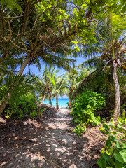 Obraz premium Tropical forest walk path, road between palm coconut trees, exotic island vegetation. travel holiday vacation