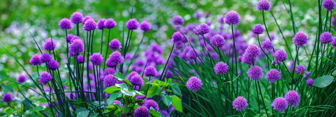 Violet flowers on green grass background in summer garden