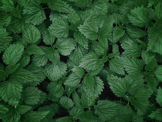 Background of deep dark green nettle leaves top view. Stock photography. 