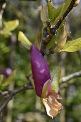 Pieknie kwitnace Magniolie