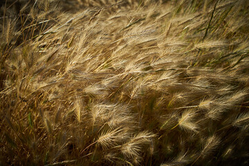 dry grass