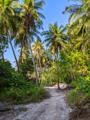 Obraz premium Tropical forest walk path, road between palm coconut trees, exotic island vegetation. travel holiday vacation