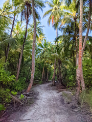 Obraz premium Tropical forest walk path, road between palm coconut trees, exotic island vegetation. travel holiday vacation