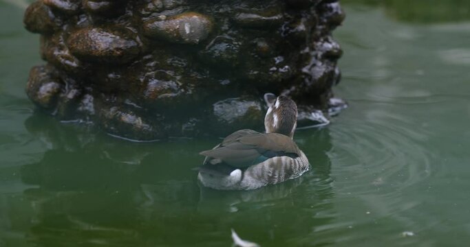 Brazilian teal, Brazilian duck (Amazonetta brasiliensis) swimming in the pond