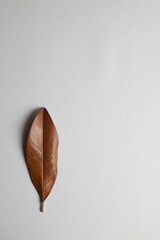 autumn mockup with dry leaves 