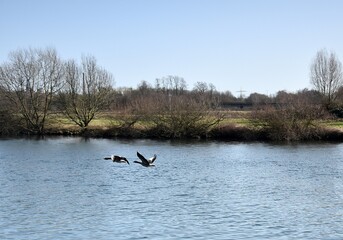 Ptactwo na stawie w parku 