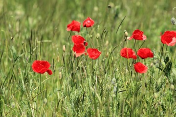 Obraz premium Red poppies in the meadow