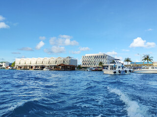 Naklejka premium Maldives speed boat transportation, whale shark and manta snorkeling and catching, atoll sea life