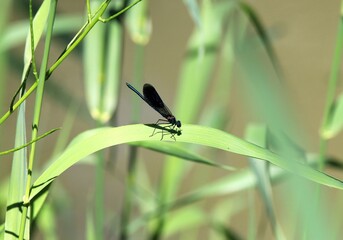 Dragonflies Calopteryx virgo on grass blades on the river bank in