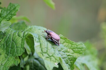 May beetle Melolontha melolontha on a blade of grass