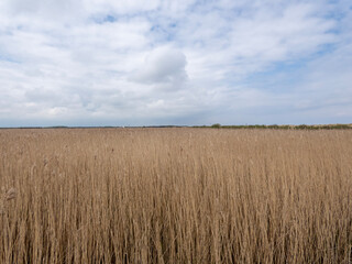 field of wheat