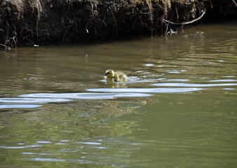 Mlode gesi piskleta plywajace w stawie © Iwona