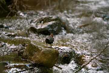 Water cinquefoil in its environment