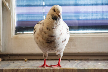 biały gołąb miejski 
