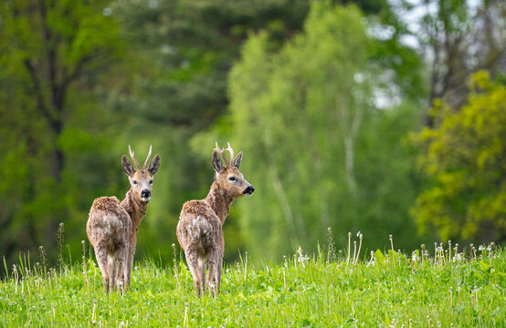 Roe Deer (Capreolus Capreolus) In Spring Nature