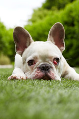 Fototapeta premium French bulldog with nictitating membrane