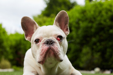 Fototapeta premium French bulldog with nictitating membrane