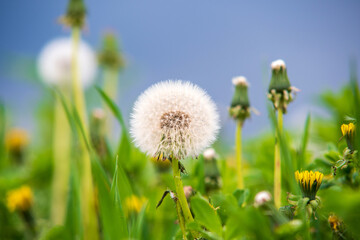 dandelion in the grass