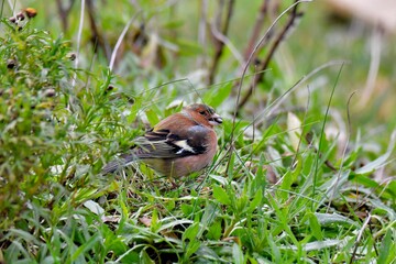 Pinson in the grass